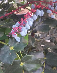 Mahonia Japonica Hivernant Japanese Mahonia