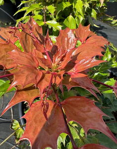 Mahonia Nitens Cabaret or Oregon Grape Cabaret