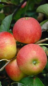 Malus Domestica Elstar Apple, excellent apple tree variety reliably producing good crop of mainly red apples.