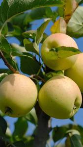 https://www.paramountplants.co.uk/images/shop/main/malus-domestica-golden-delicious-apple-tree.jpg