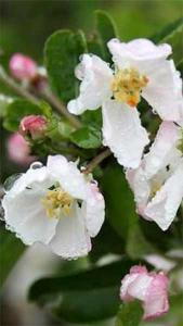 Pleached Crab Apple Tree Malus Red Sentinel