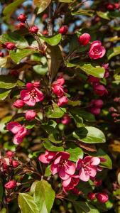 Malus Toringo Scarlett Crab Apple, one of the best bronze-leaved ornamental crab-apple varieties.