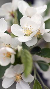 Malus Toringo, Malus Sieboldii Toringo Crab Apple, small deciduous tree with beautiful blossom and copious crab apple fruits, for sale UK