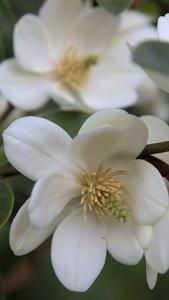Magnolia Laevifolia Summer Snowflake, in summer flower buds burst into beautiful white-scented flowers that measure 5 cm in length.