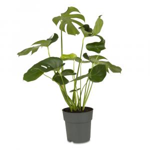 Swiss Cheese Plant, botanical name Monstera Deliciosa buy online UK