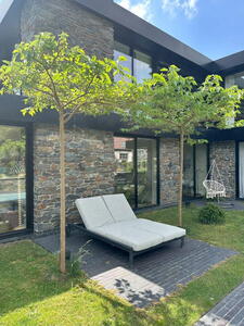 Customers Morus Parasol tree with umbrella shaped canopy and lush green foliage