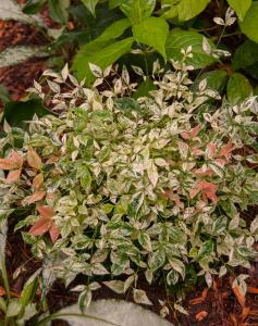 Nandina Domestica Twilight Heavenly Bamboo, variegated foliage, buy online UK