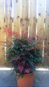 Nandina Obsessed shrubs, good quality and sizes at great prices, buy online UK delivery