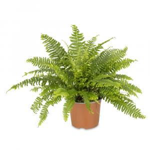 Nephrolepis Exaltata Bostoniensis or Boston Fern