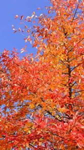 Nyssa Sylvatica, Tupelo or Black Gum Tree, handsome slow-growing mid-sized deciduous tree. Glossy green foliage turns vibrant scarlet orange & yellow in autumn