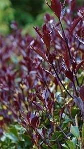 Image of Purple holly shrub