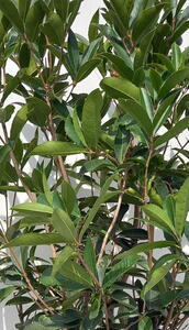 Osmanthus Yunnanensis or Yunnan Osmanthus