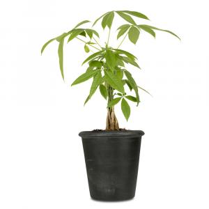 Pachira Aquatica or Money Tree Tropical Houseplant
