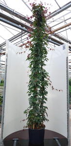 Parthenocissus Himalayana Rubrifolia Red Himalayan Woodbine