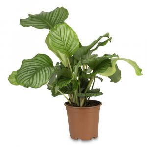 Peacock Plant, botanical names Calathea Orbifolia or Goeppertia Orbifolia for sale UK