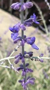 As many of the early summer plants are reaching the end of their flowering season, Perovskia Blue Spire begins to flower.