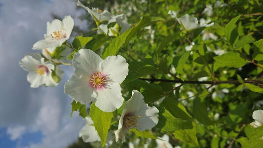 Philadelphus Belle Etoile mock orange shrub with white fragrant flowers and purple centres