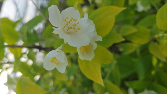 Philadelphus coronarius Aureus with golden yellow foliage and fragrant white flowers