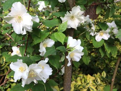 Philadelphus Starbright Mock Orange, a highly scented flowering shrub in late Spring. For sale online UK