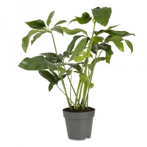 Philodendron Green Wonder Glossy Trailing Vine for Indoors