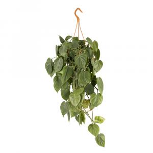 Sweet Heart Plant or Philodendron Scandens is an evergreen indoor climbing vine