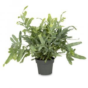 Blue Star Fern or Phlebodium Blue Star