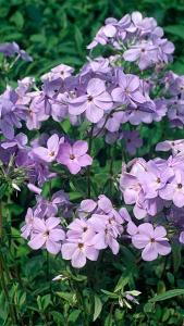 Phlox Stolonifera Blue Ridge or Creeping Phlox Blue Ridge