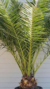 Phoenix shop palm tree