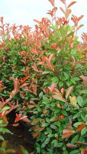 Photinia Red Robin Hedge - Buy Red Robin Hedging Online, UK and Ireland delivery