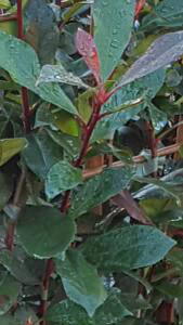 Photinia x Fraseri Mandarino Hedging. Photinia Mandarino plants buy online UK delivery.