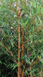 Phyllostachys aurea holochrysa plant-care.html