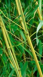 Phyllostachys Aurea Koi Bamboo is also known as Golden Koi Bamboo for Sale online with UK delivery