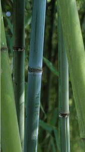 Phyllostachys Glauca Bamboo for Sale Online with UK & Ireland delivery by our London bamboo specialist nursery.