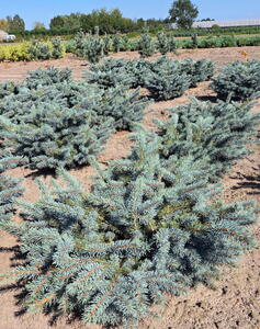 Picea Pungens Karpaten or Colorado Spruce Karpaten Dwarf Conifer