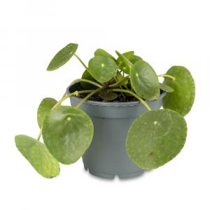 Pilea Peperomioides, Missionary Plant or Chinese Money Plant