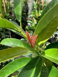 Climbing Hydrangea Pileostegia Viburnoides evergreen climber for sale UK