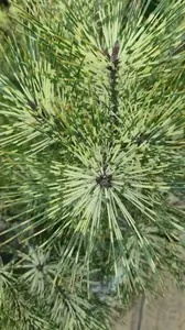 inus densiflora ‘Rainbow’ with colourful foliage and distinctive pine needles.