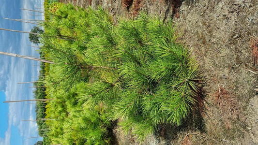 Pinus Densiflora Rainbow