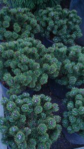 Pinus Mugo Nana - pine tree varieties for sale at London nursery - for sale UK