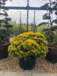 Pinus Mugo Carsten