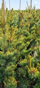 Pinus Parviflora Shizukagoten or Japanese White Pine Shizukago for sale UK 