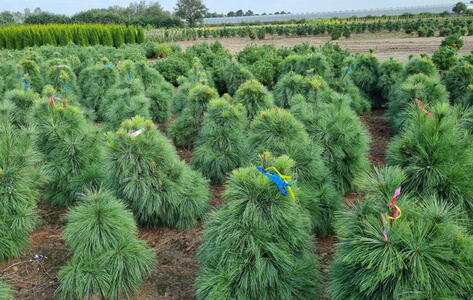 Pinus Schwerinii Wiethorst or Schwerins Pine Wiethorst for sale UK