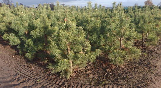 Candlelight Scots Pine with bright yellow tips