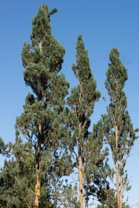 Pinus Sylvestris Fastigiata - upright, columnar Scots Pine trees for sale with UK delivery