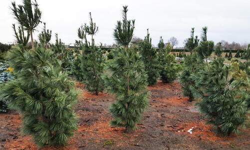 Pinus Wallichaiana Densa Hill - aka Bhutan Pine trees for sale UK