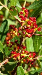 Pistacia Lentiscus or Mastic Tree