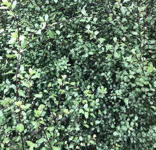 Pittosporum Tenuifolium Green Elf
