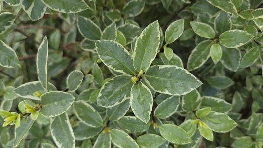 Pittosporum Silver Ball compact evergreen shrub with rounded shape and silver grey leaves