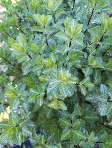 Pittosporum Tenuifolium Irene Paterson