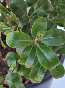Pittosporum Tenuifolium Irish Luck